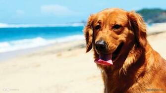 Dog Wallpaper Puppies Golden Retriever