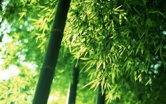 Green Bamboo Wallpaper HD
