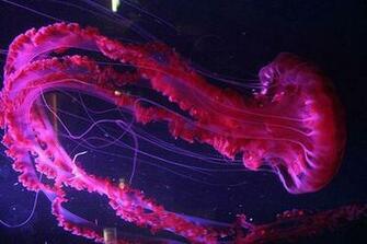 Colorful Jellyfish Wallpaper