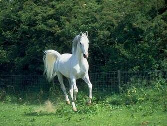 Pixel Desktop Wallpaper Arabian Horse HD