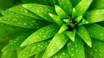 Amazing Green Nature Wallpaper Dezineguide