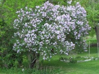 Lilac Bushes High Quality And Resolution Wallpaper On