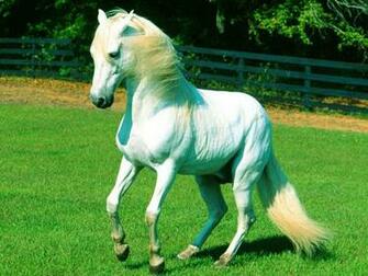 White Horse Wallpaper Awesome