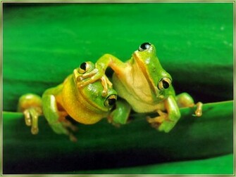 Frog Wallpaper HD Beautiful Desktop