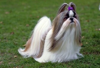 Shih Tzu Dog Girl Photo And Wallpaper Beautiful