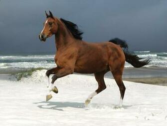 Horse On White Snow Desktop Pc And Mac Wallpaper
