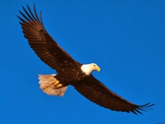 Eagle Soaring High Funny Wallpaper