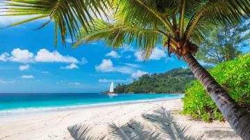 Wallpaper Beach Nature Sand Palms Tropics Coast