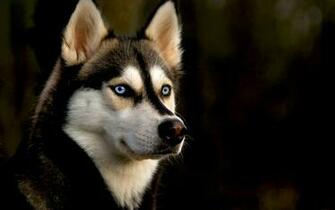 Dogs Wallpaper HD Pictures One Background