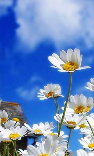 Windows Phone Wallpaper Best
