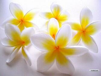 Beautyful Flowers White Flower Wallpaper