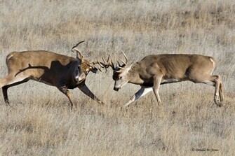 Whitetail Deer34546d Deer