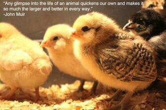 Funny Animals With Quotes Wide Wallpaper