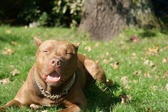 Pitbull Dog Wallpaper