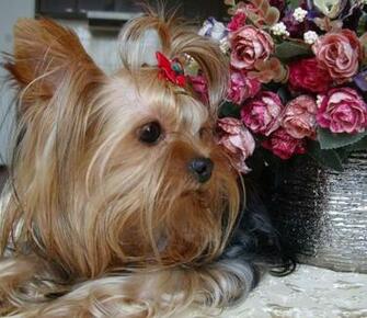 Yorkie And Flowes Yorkshire Terriers Yorkies Wallpaper