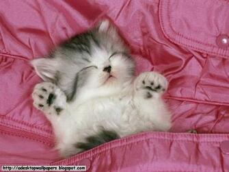 Funny Cat Wallpaper Pc Beautiful