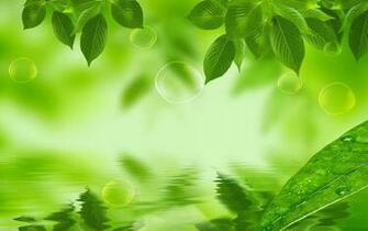 Natural Green Leaf HD Wallpaper Jpg