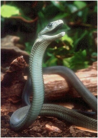 Black Mamba