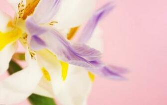 Iris Wallpaper Stock Photos
