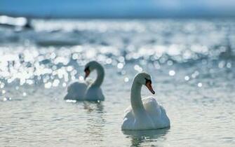 Mute Swan Computer Wallpaper Desktop Background Id