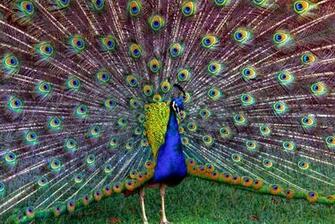 File Peafowl Jpg