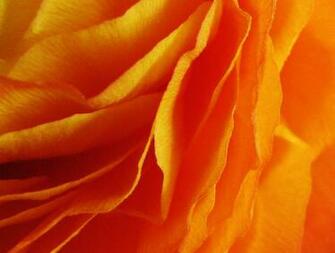 Cartoons No Comments Have A Petals Wallpaper For