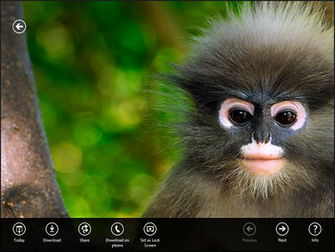 Windows Bing Desktop Background HD Wallpaper Pictures