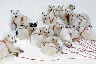 Snow Dogs Wallpaper