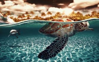 Turtle Wallpaper For Desktop