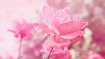 Spring Wallpaper X Flower Background