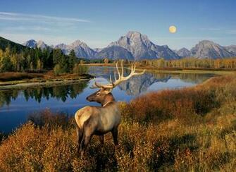 Bull Elk Wallpaper