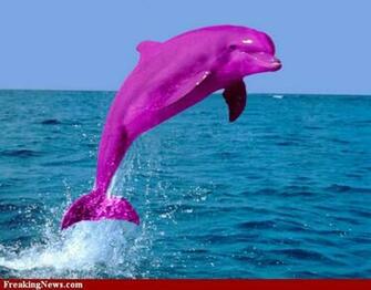 Pink And Purple Dolphin Jpg