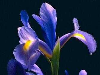 Purple Iris High Quality And Resolution Wallpaper On