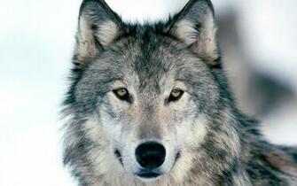 Wolf Wallpaper You Are Ing The Other Named It Has