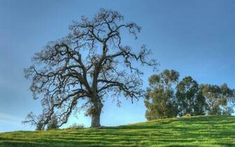 Oak Trees In Winter Wallpaper
