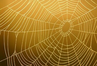Spider Web Background On Plain