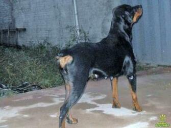 Filhotes De Rottweiler Rio Janeiro HD Walls Find Wallpaper