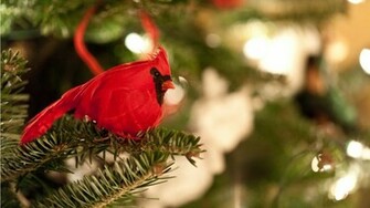 Cardinal Bird Wallpaper