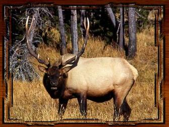Yellowstone National Park Elk Pictures Wallpaper