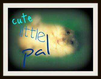 Cute Little Pal Wallpaper Allwallpaper In Pc En