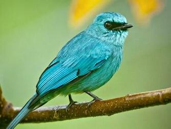 Blue Bird Wallpaper HD
