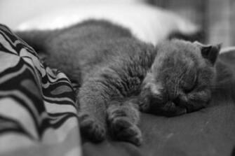 Black Dream HD Wallpaper