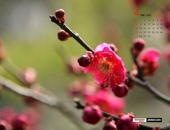 Spring Wallpaper For Desktop