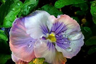 April Showers