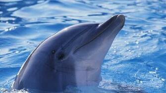 Animals HD Wallpaper 1080p Desktop