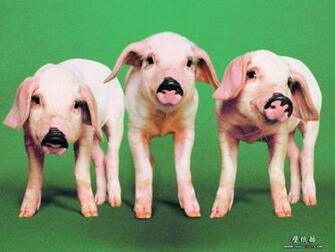 Funny Animals Photo Farm Jpg