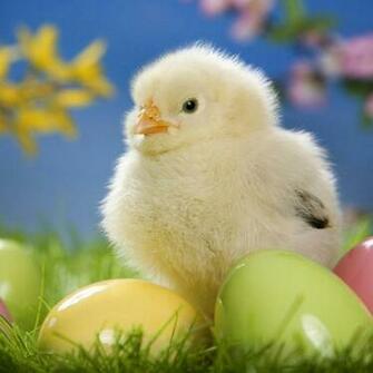 Baby Chicken iPad Wallpaper And GoiPadwallpaper