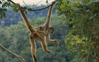 Animals S Baby Monkey Wallpaper Funny