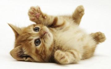 Small Claw Cat Wallpaper 8wallpaper