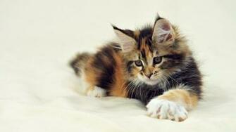 Maine Coon Wallpaper New Image Nmgncp